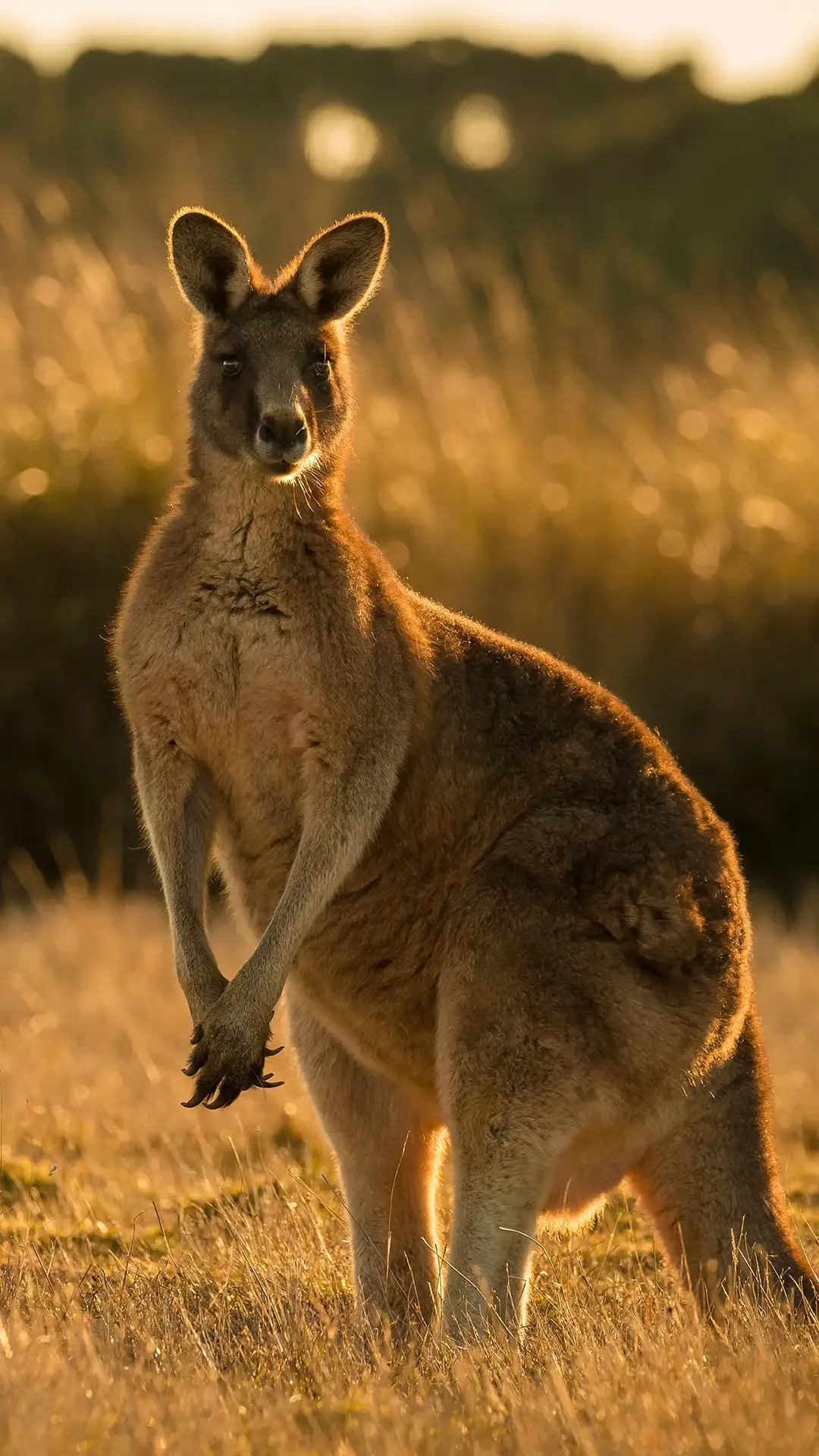 Kangaroo in open field during a golden sunset.