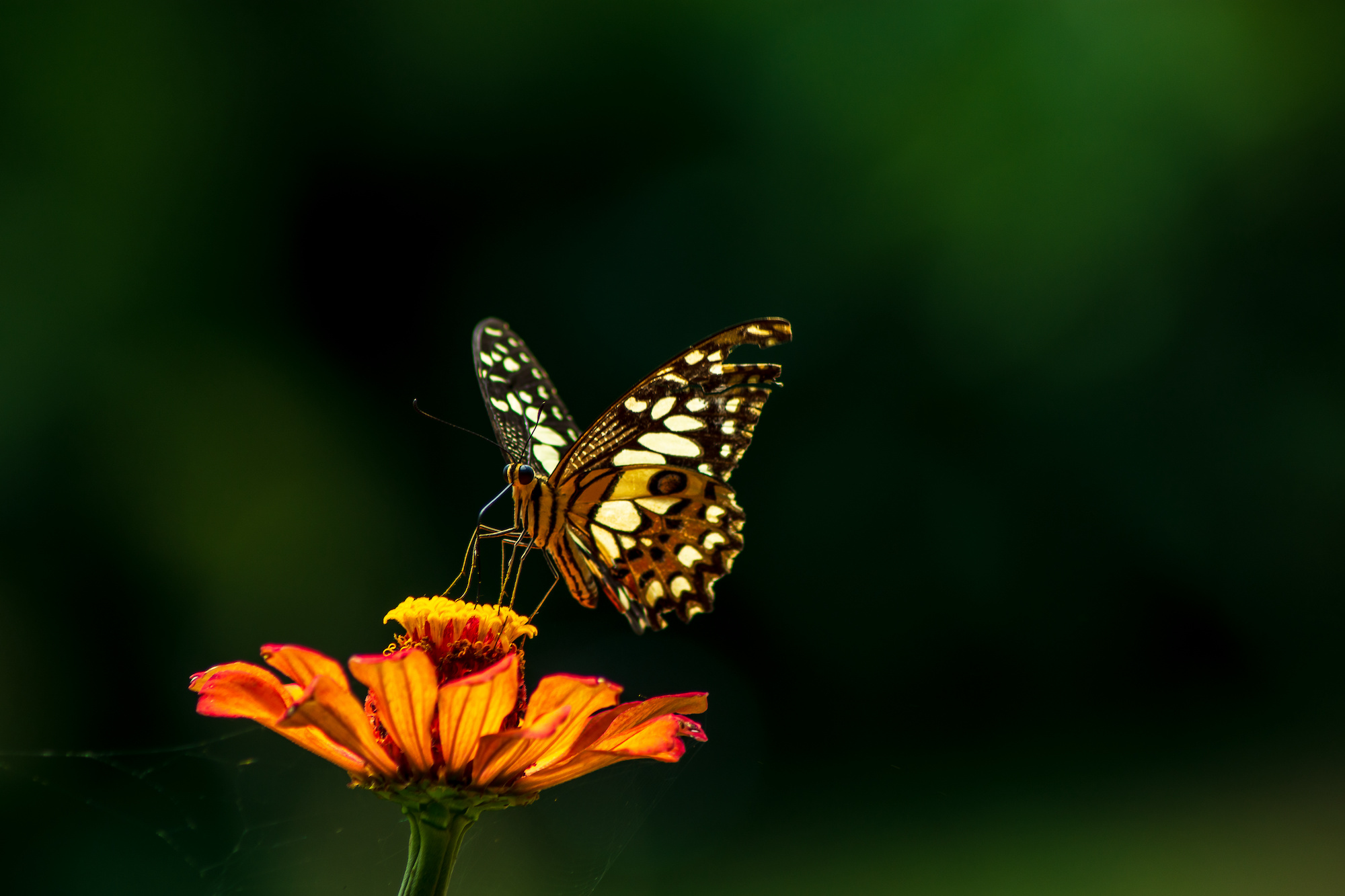 A butterfly resting on a flower in a field