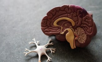 A cross-section model of a brain beside a small white neuron model on a gray surface.