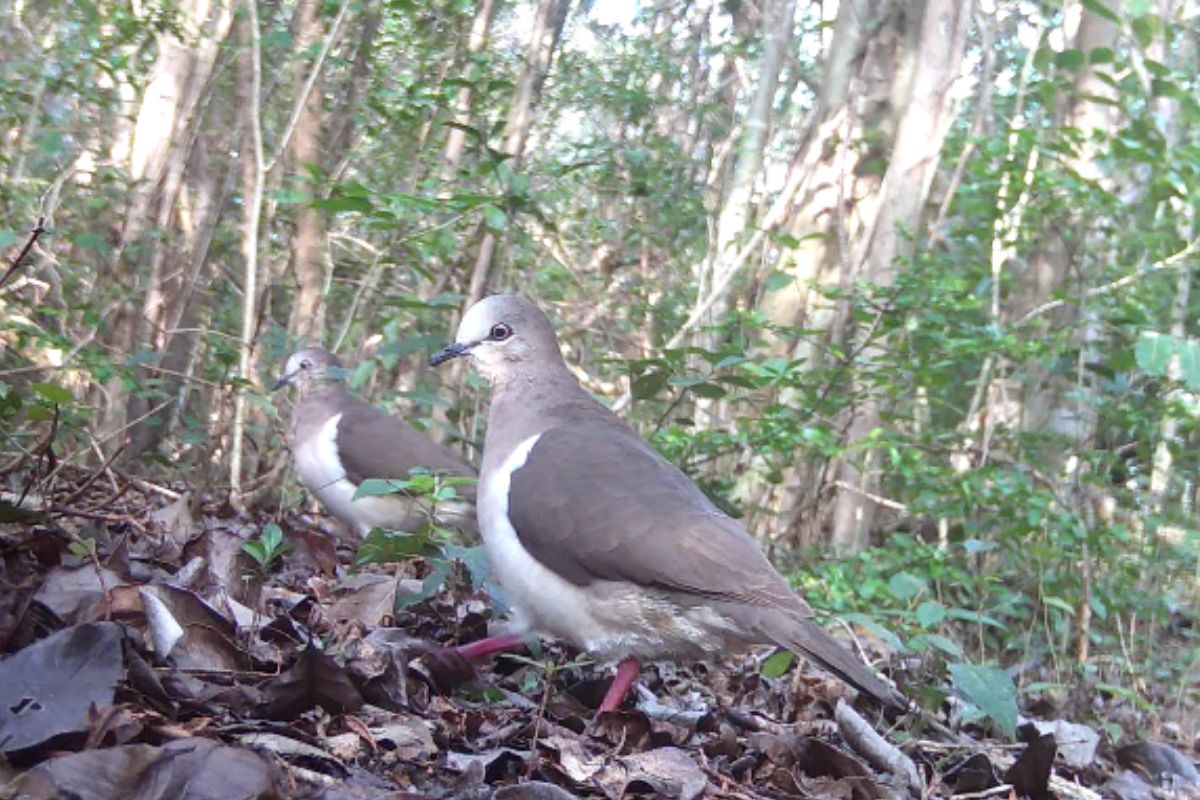 Two Grenada Doves walking on leaves in a forest.