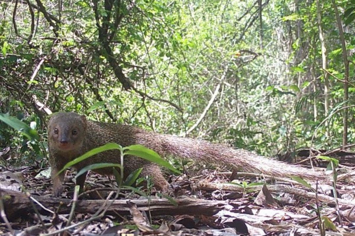 A mongoose in a wooded area looking at the camera.