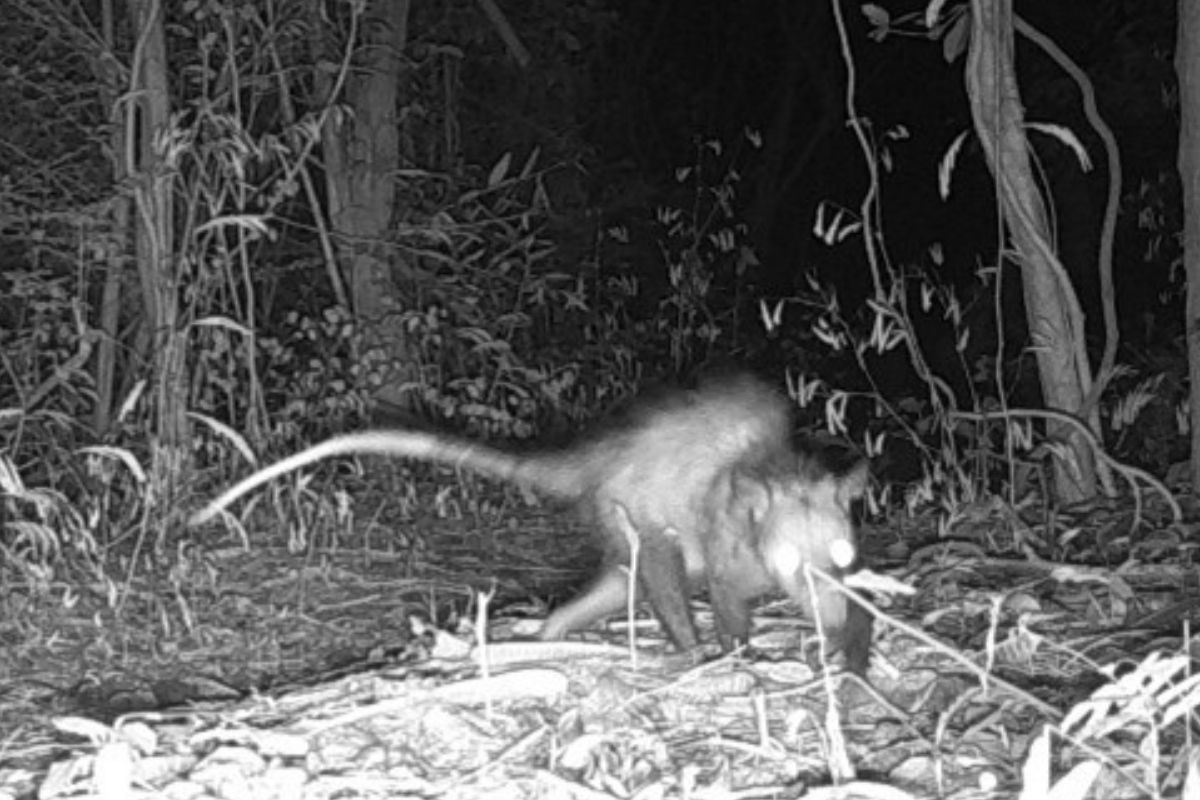 An infrared image of an opossum, its eyes all white and its tail long, looking at the camera.