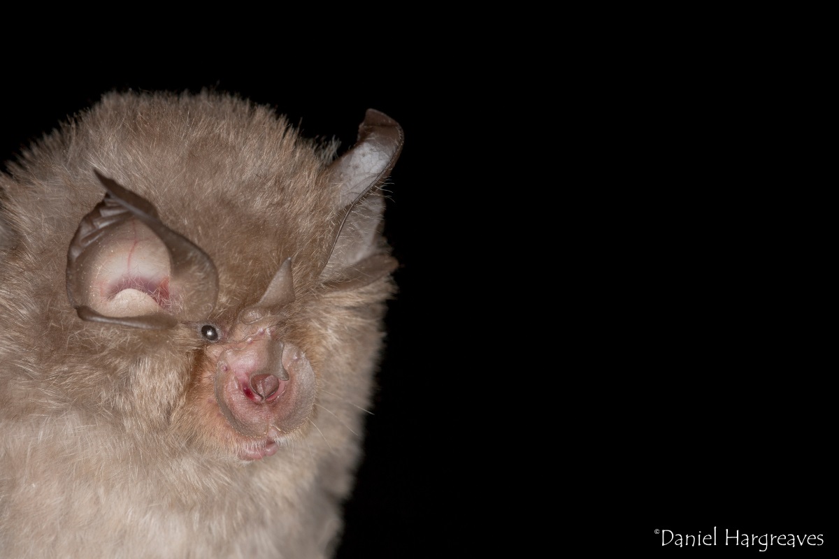 A close-up of a bat, against a black background.