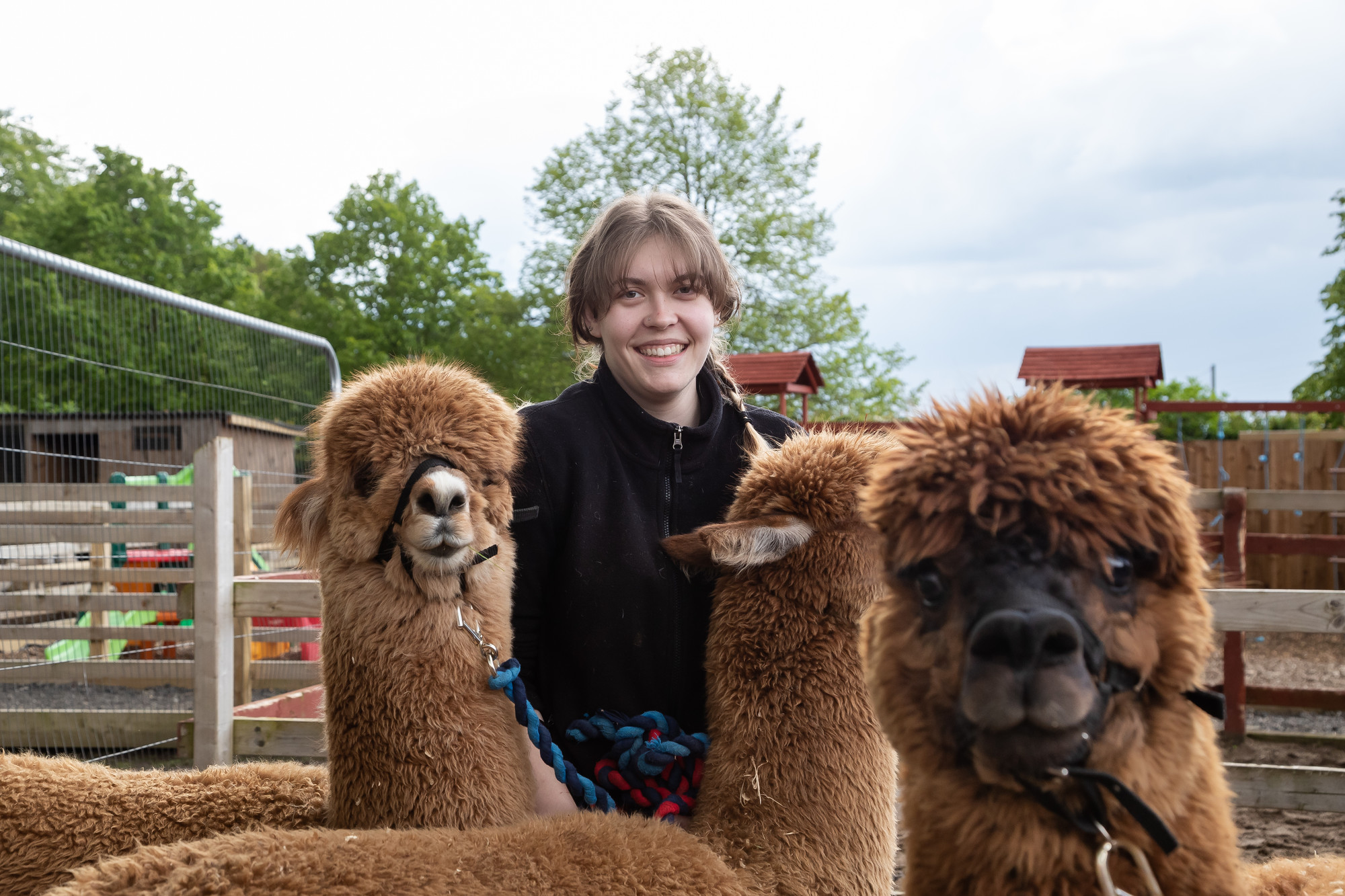 A student smiling at the camera, with three brown alpacas, two of which are also facing the camera.