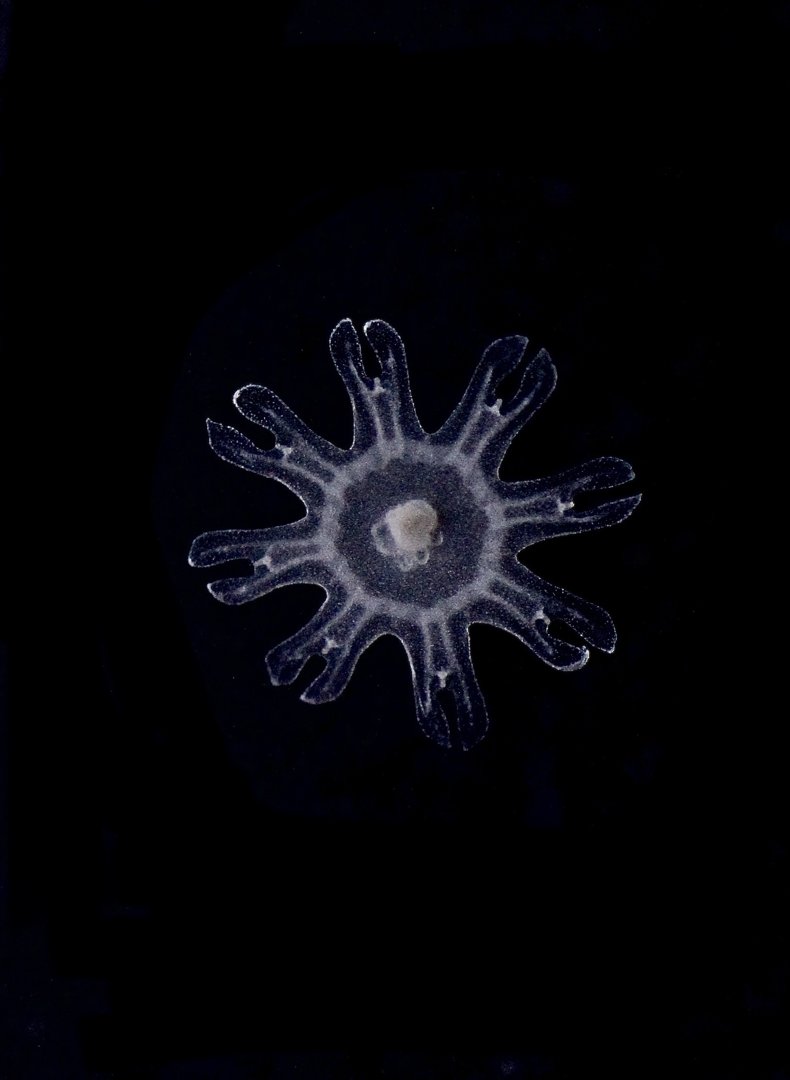Aa Ephyra