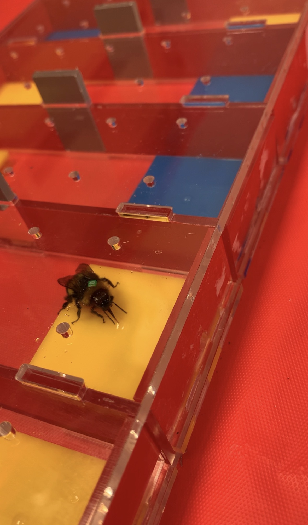 A bumblebee in the colour reward task.