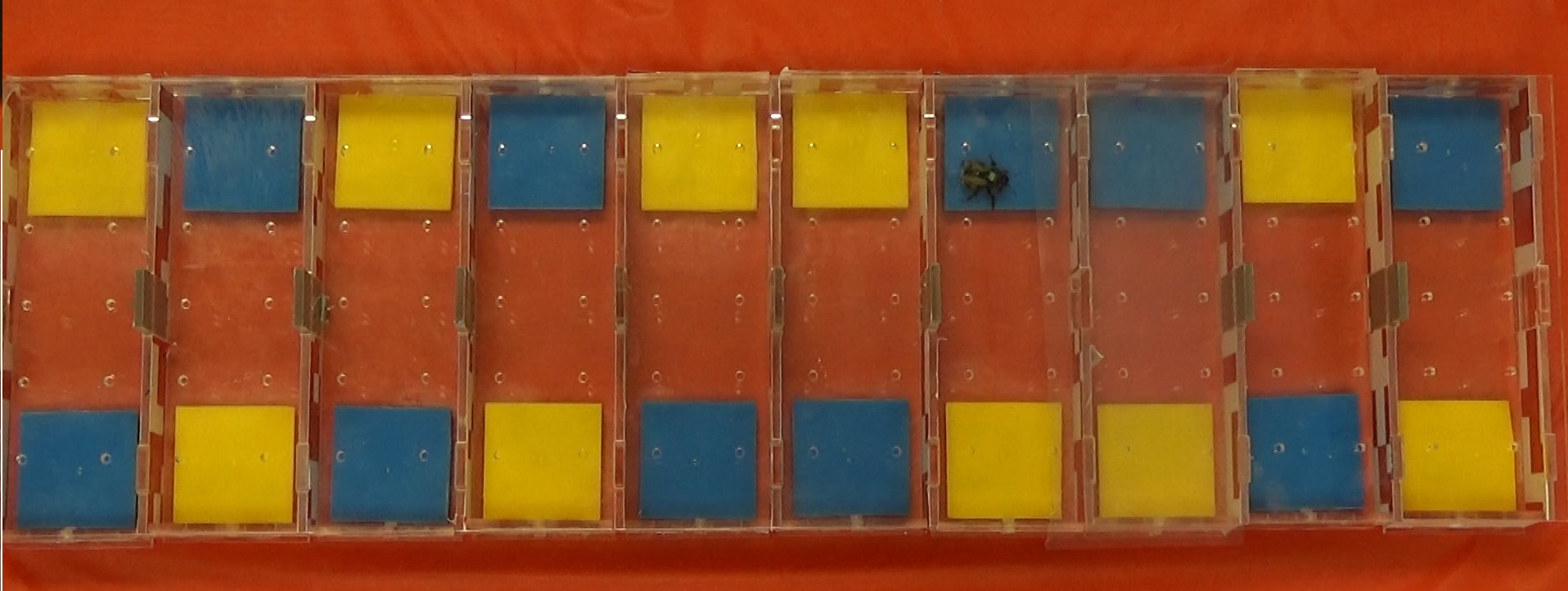The tasks showed that bumblebees’ sex role differences influence traits like activity level and behavioural flexibility.