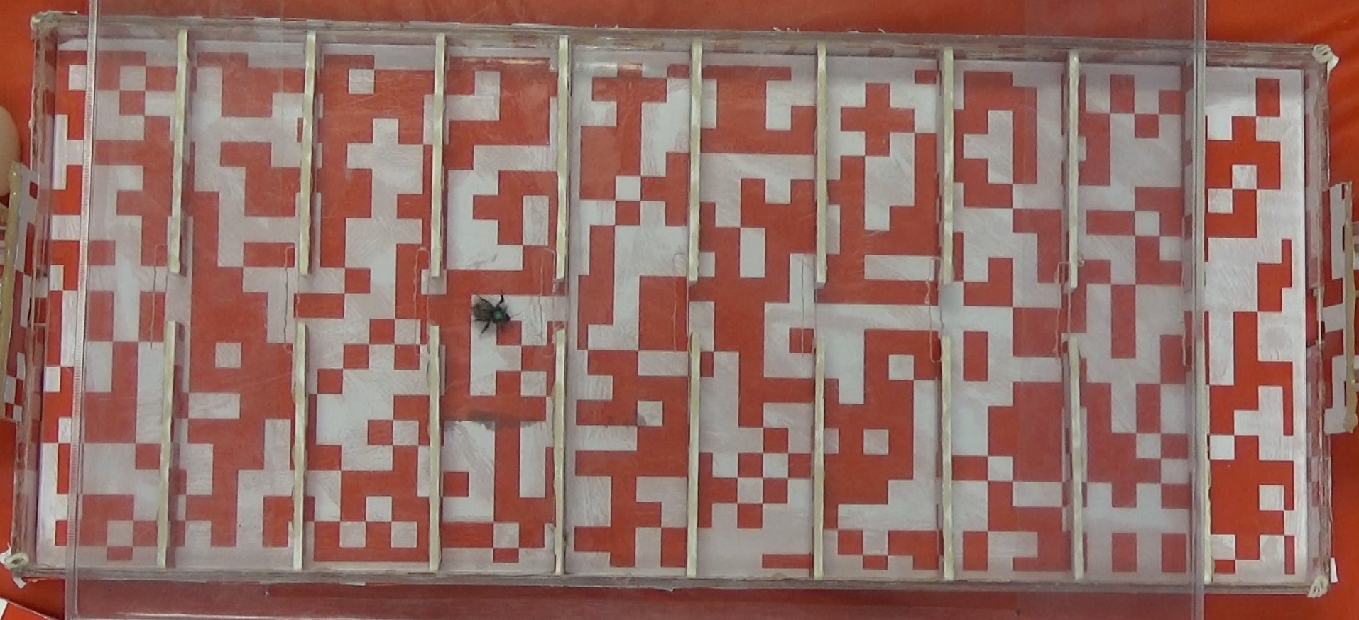 The tasks showed that bumblebees’ sex role differences influence traits like activity level and behavioural flexibility.