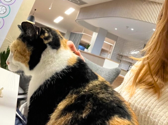 Campus cat sat down being stroked