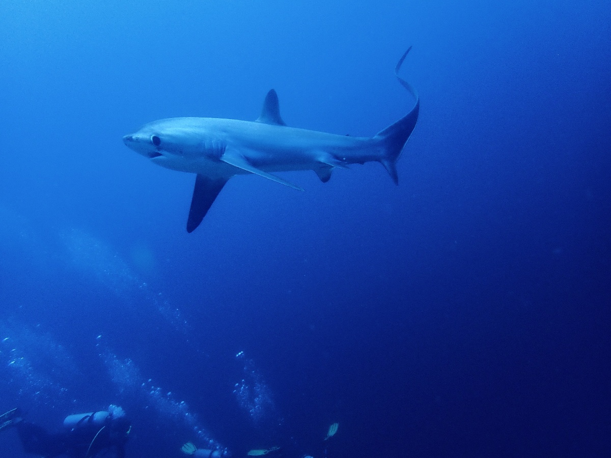 A shark surveyed during the study.