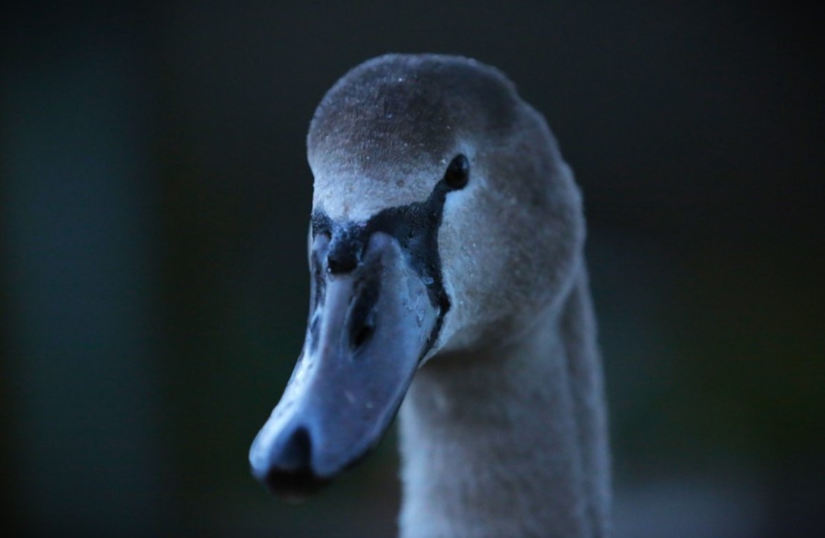 Close-up of a swan's face, side profile facing the camera.