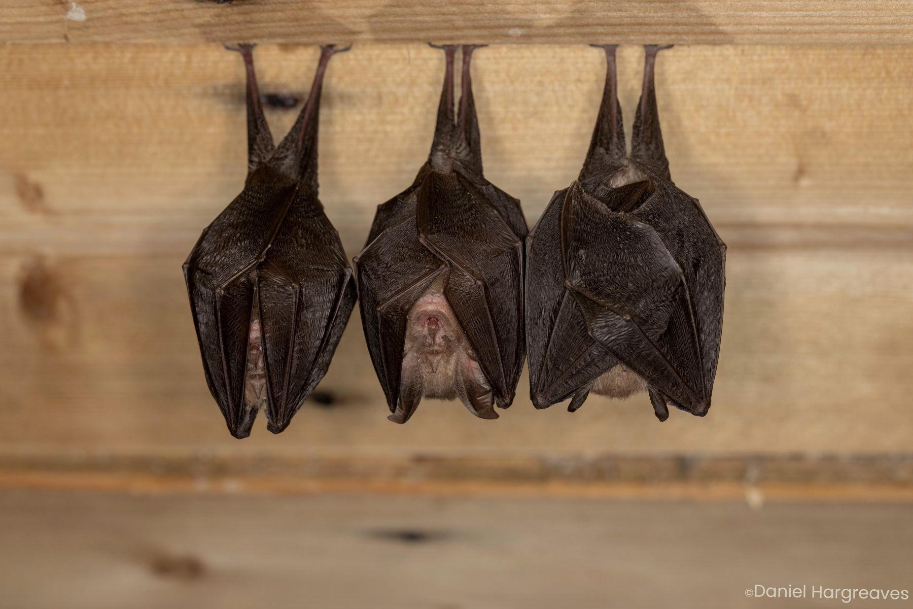 Lesser horseshoe bat