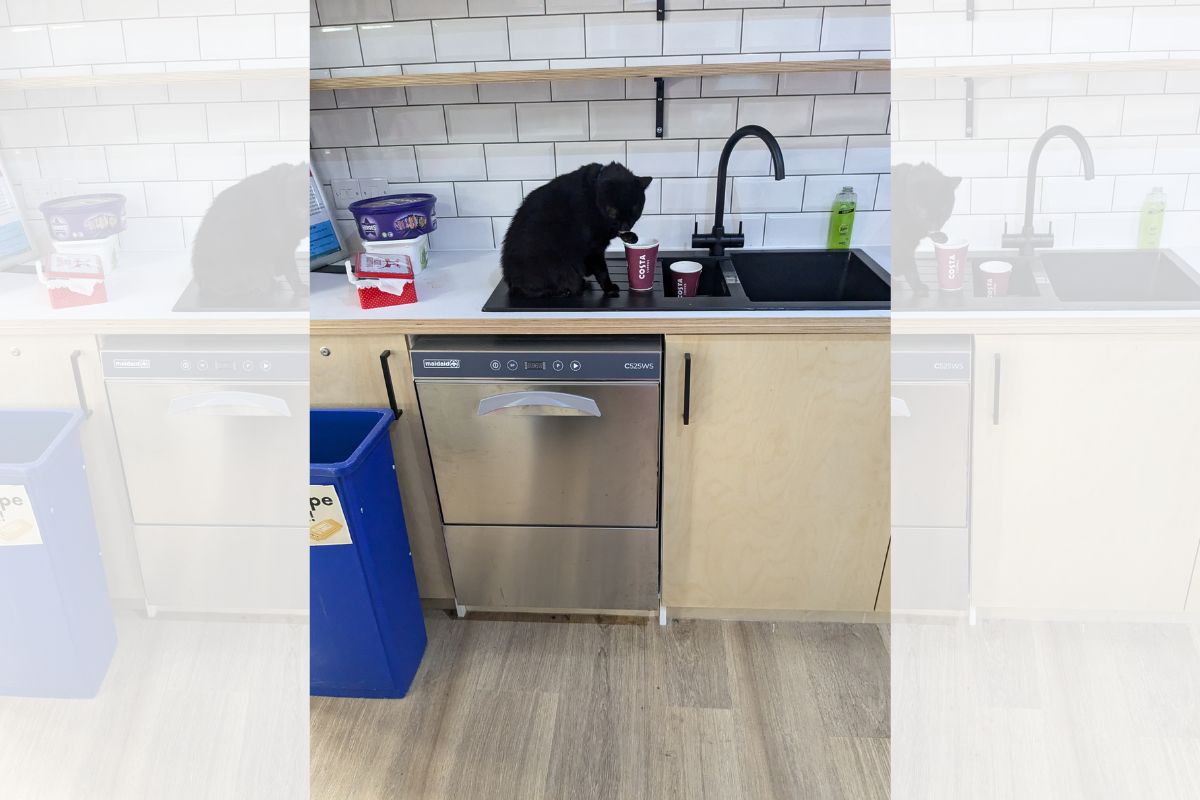 Kit, the library cat, on a kitchen worktop, washing its paw.
