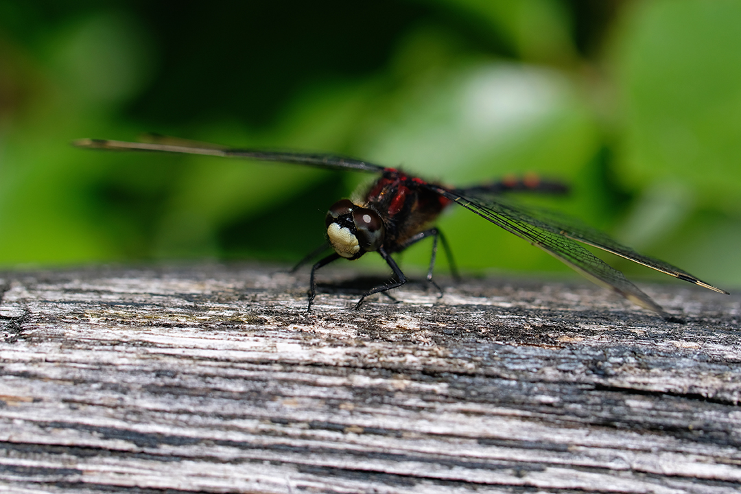 Dragonfly perched on a piece of weathered wood.