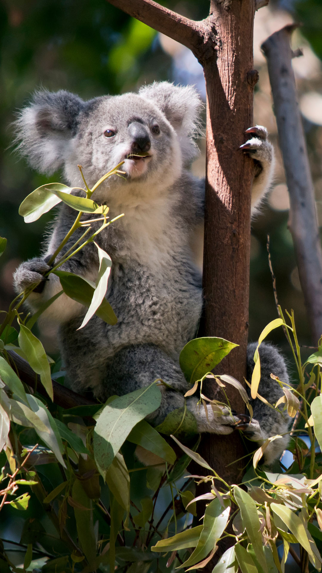 Bsc Zoology degree, Koala bear in trees.