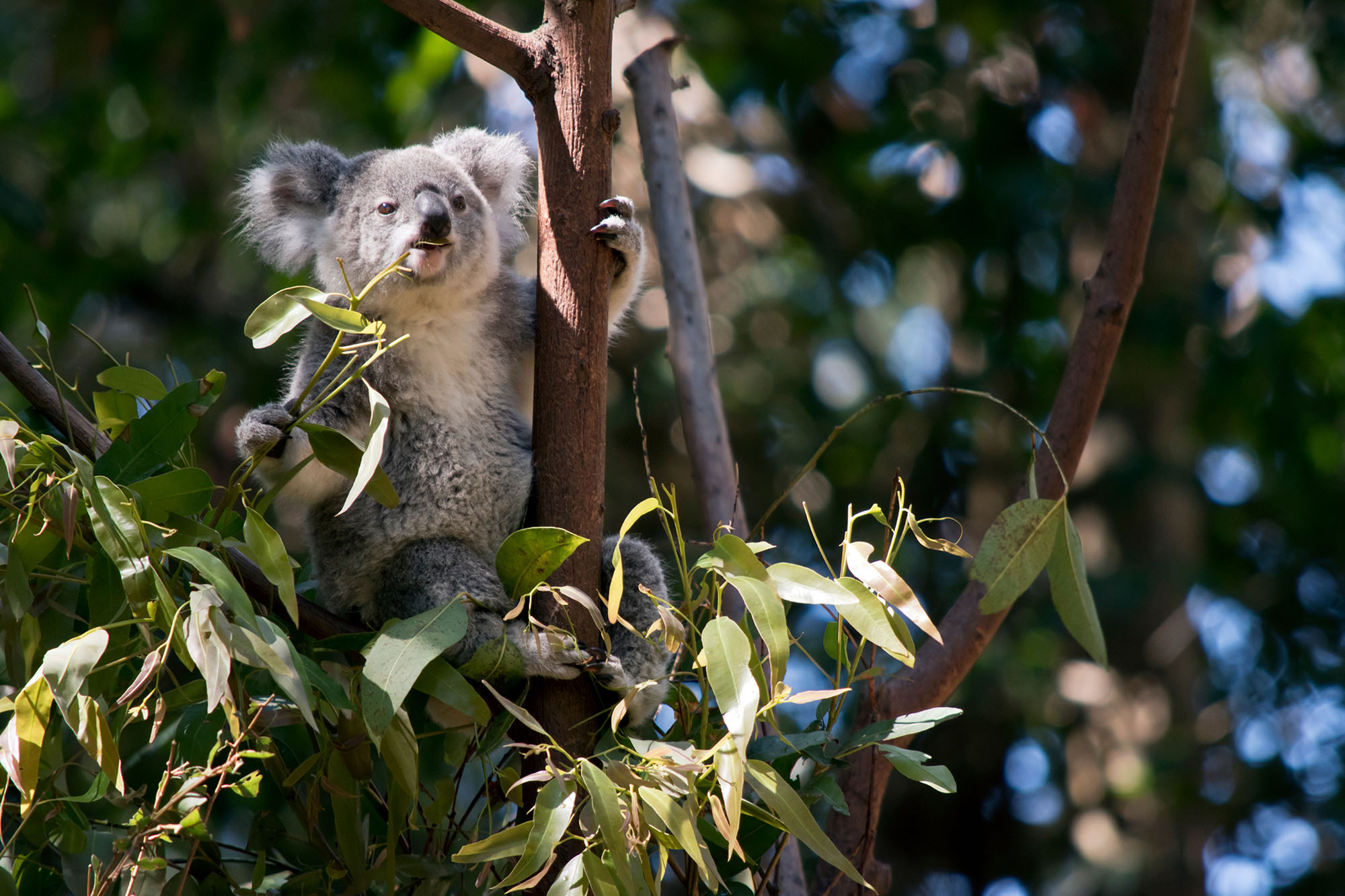 BSc Zoology degree, Koala bear in trees.
