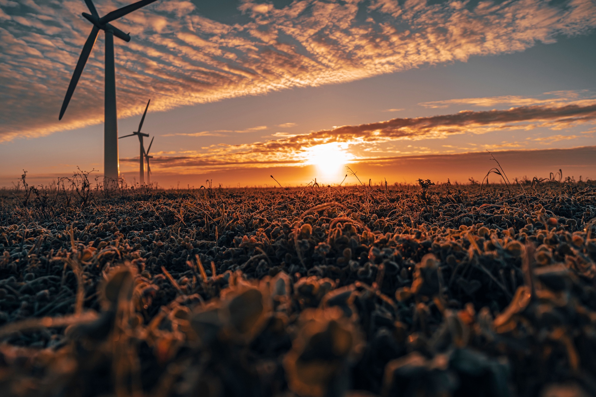 Three commercial wind turbines in thick fog at sunrise in the English countryside