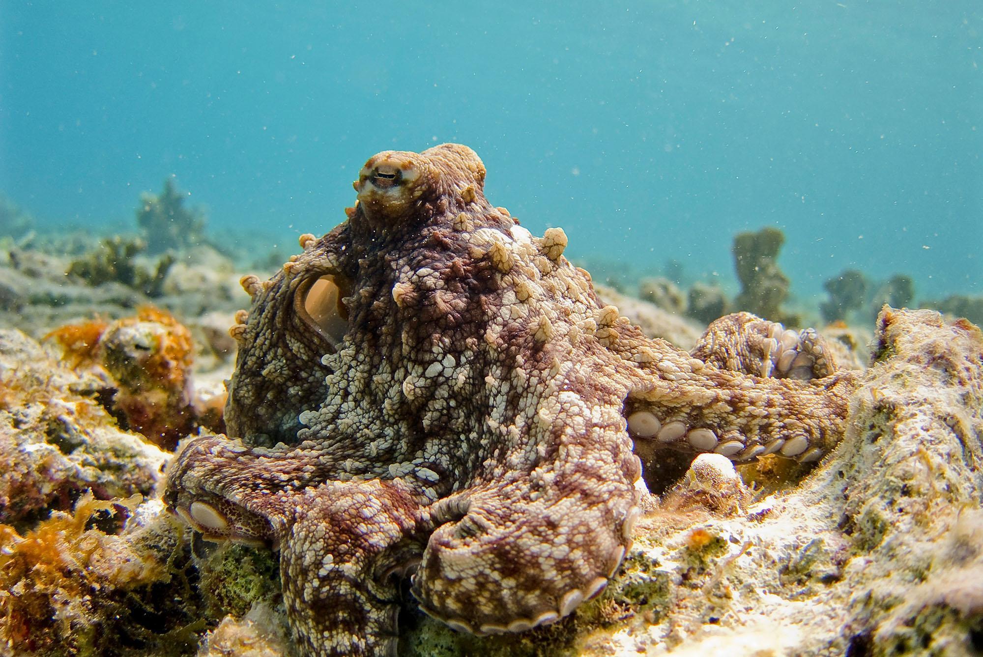 Vibrant octopus blending into a coral reef, showcasing the fascinating marine ecosystems explored by Marine Biology BSc (Hons) students