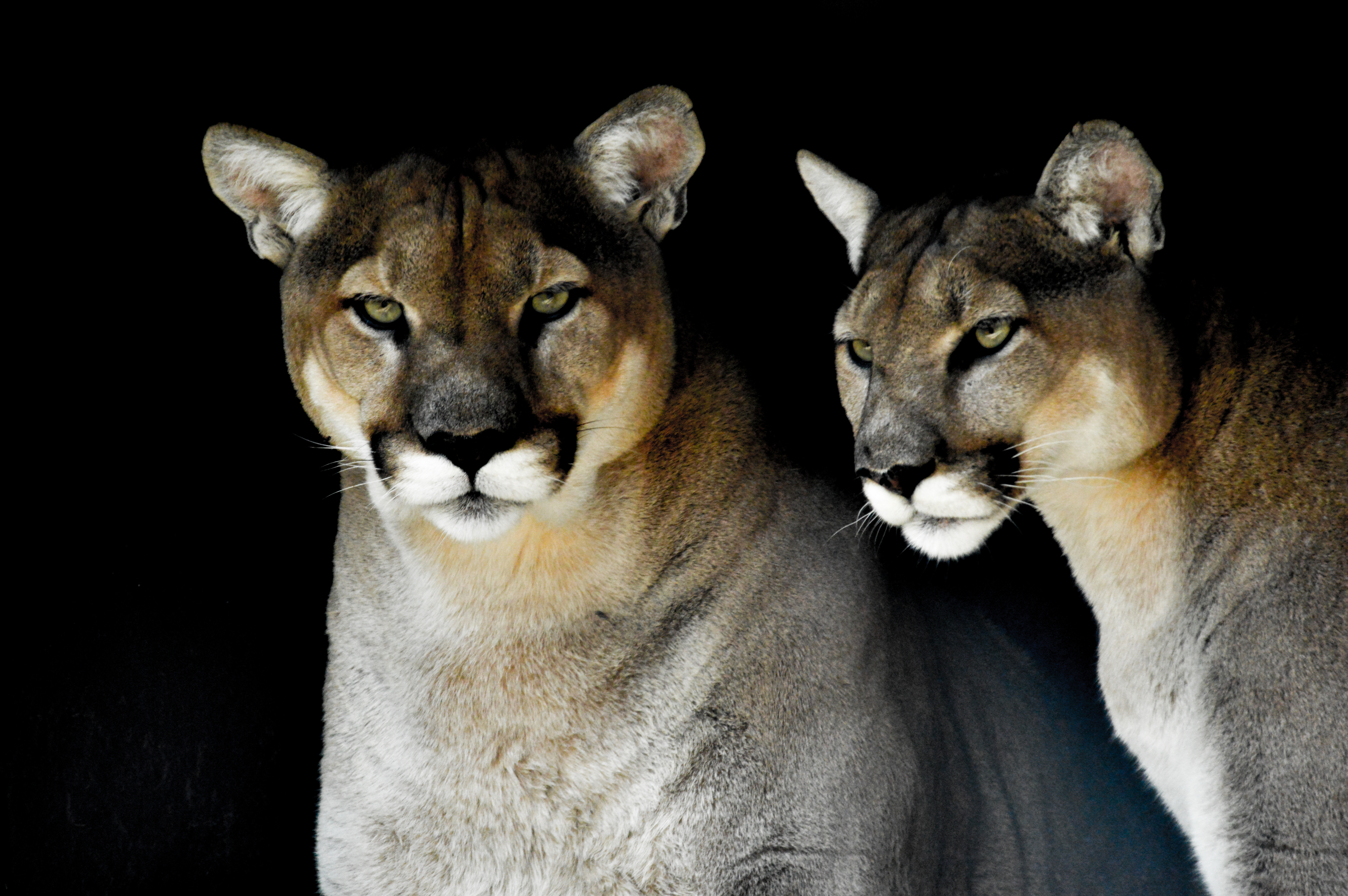 Closeup portrait of a captive Cougar also known as Puma in a Zoo