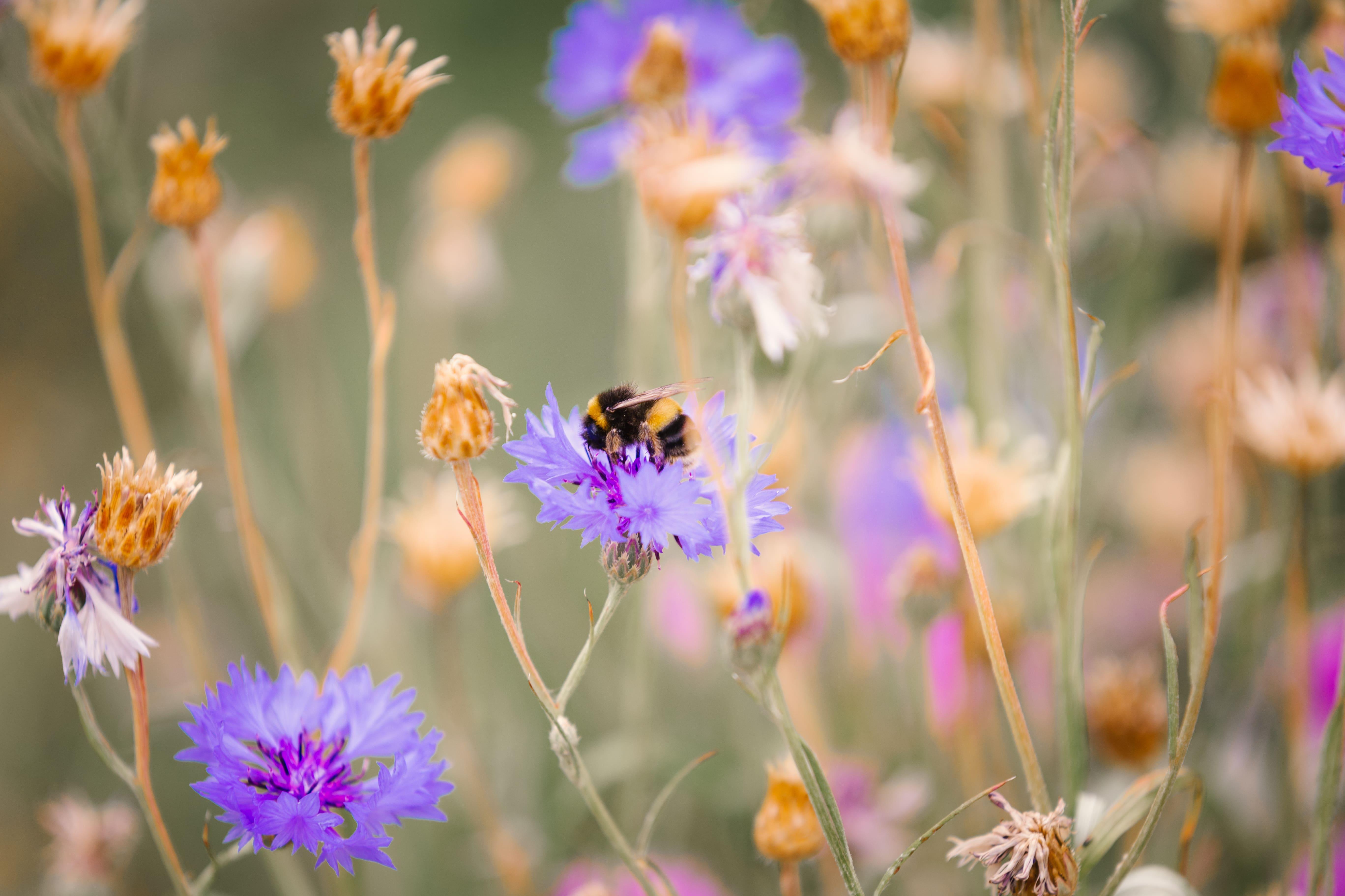 Bee feeding on a purple wildflower in a natural meadow, surrounded by native flowering plants and pollinator-friendly habitat. Image representing wildlife conservation, biodiversity protection, ecosystem management, and environmental sustainability studies for the Wildlife Conservation MSc course.
