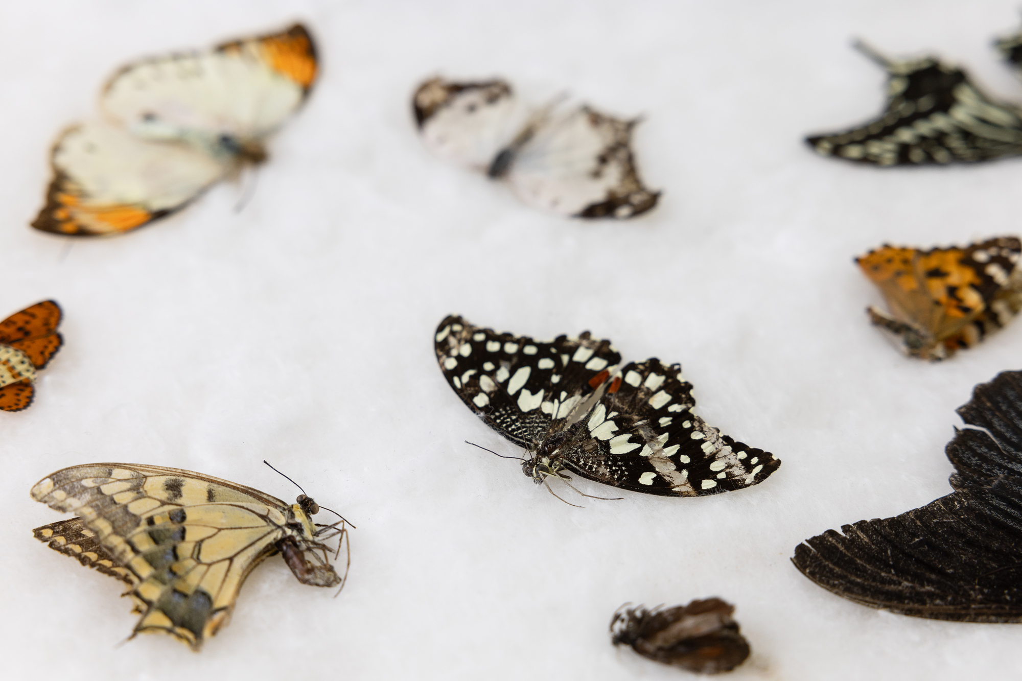 Various butterflies lying on a white background