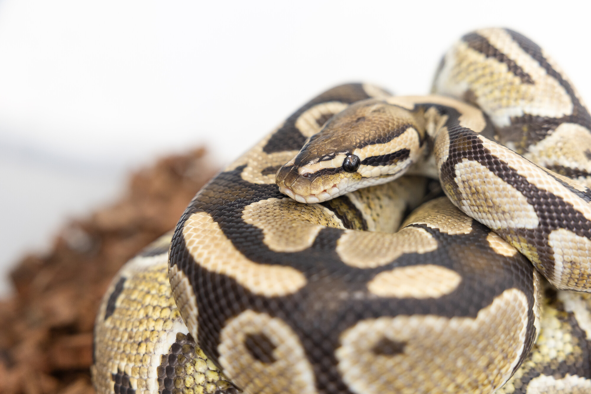 Close up image of a coiled snake